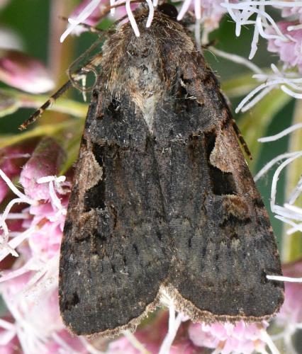 Xestia c-nigrum
